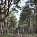 Матвіївський ліс та Тилігул: 5 мальовничих куточків Миколаївщини для мандрівки вихідного дня